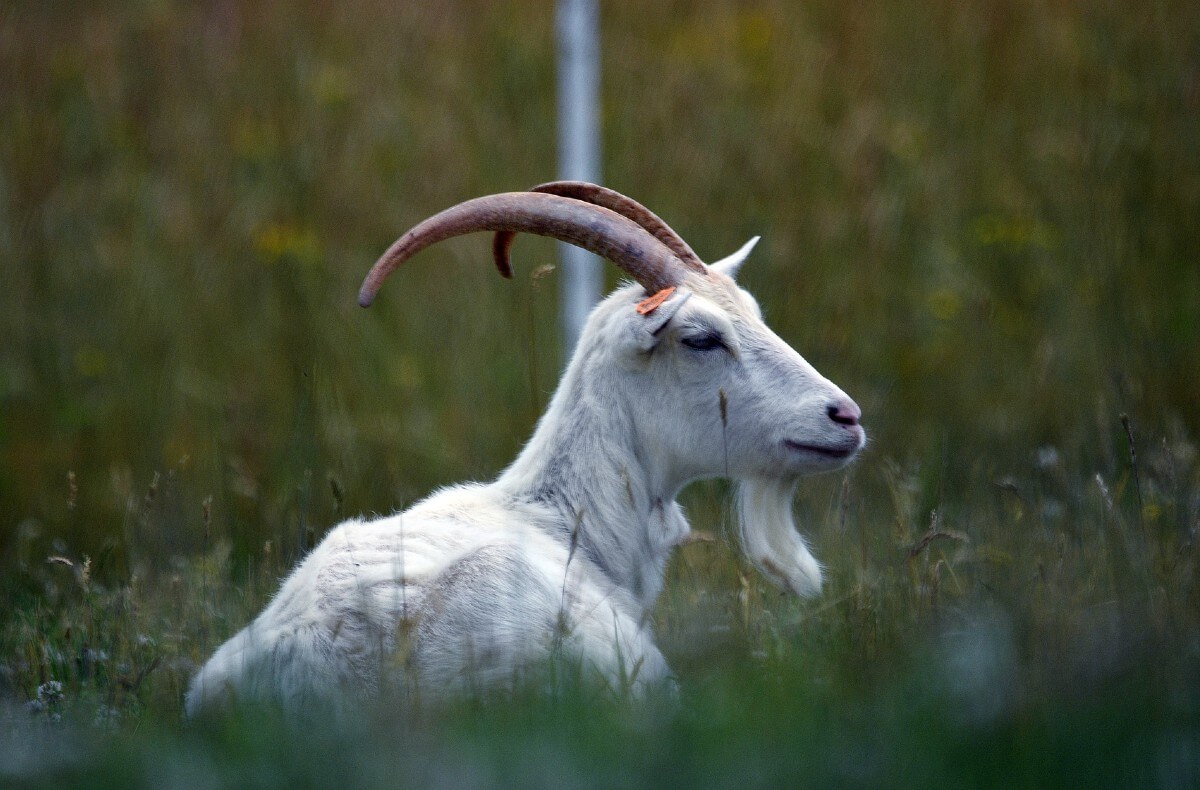 На Гавайях можно выиграть в лотерею стадо коз
