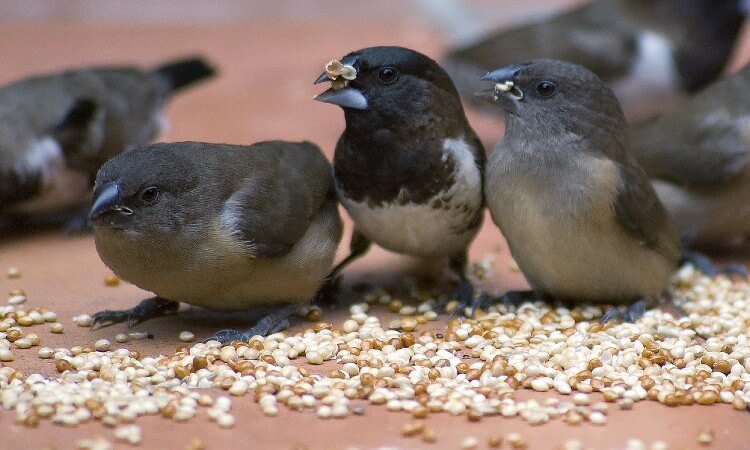 Птицы-помощники едят угощения